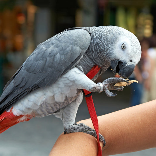 African Grey Parrot (Psittacus erithacus)