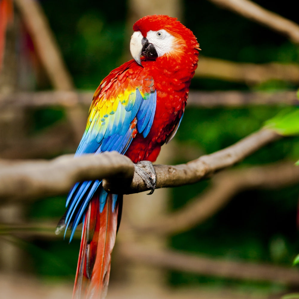 Macaw Parrot (Ara spp.)