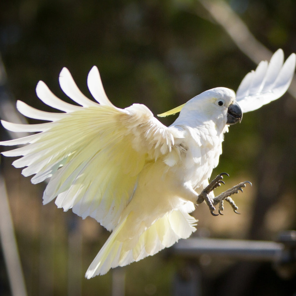 White Cockatoo Parrot