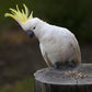 White Cockatoo Parrot