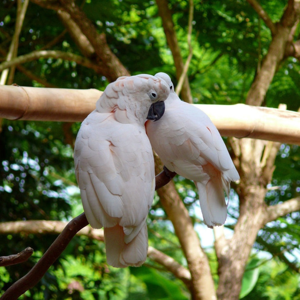 White Cockatoo Parrot