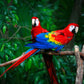 Macaw Parrot (Ara spp.)